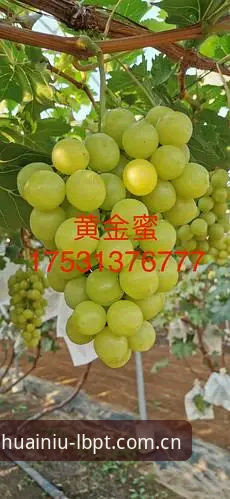 揭秘老版新葡萄8883安全吗推荐：资深玩家带你一探究竟